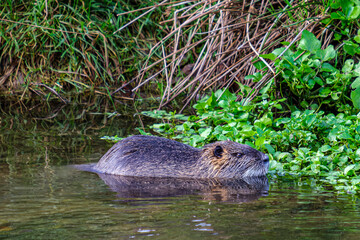 Nutria