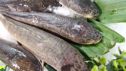 Freshwater Fish Market Display: Close-up of  Several Grey  Snakeheads on Ice with Banana Leaves