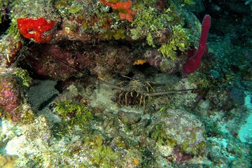 Lobster in its colorful burrow and large antennae