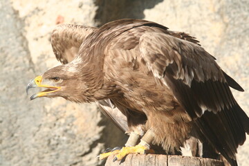 Eagle ready to swoop down on its prey - Aigle prêt à fondre sur sa proie