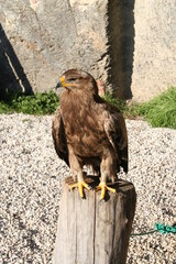 golden eagle on a stump