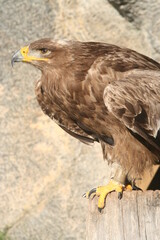Close-up of an eagle's piercing gaze - Gros plan sur le regard perçant d'un aigle