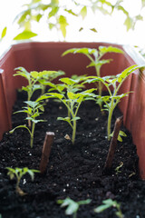 A cluster of vibrant tomato plants is thriving beautifully in a pot, showcasing their lush green leaves and ripe fruits, embodying the joy of home gardening and the art of cultivation