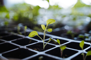 A small green plant is beginning to grow out of a plastic tray, demonstrating the early stages of...