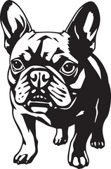 French bulldog. Vector illustration