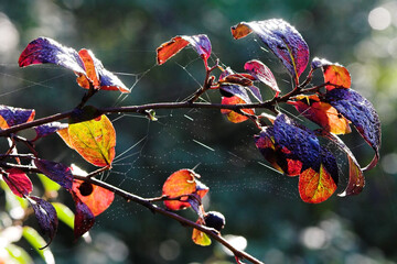 Branch of Cotoneaster lucidus with dew on a web at autunm morning