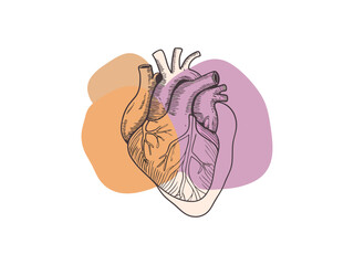 A stylized, hand-drawn anatomical heart graphic on a light background, with abstract, pastel-colored shapes. Hand-drawn heart graphic for World Heart Day.