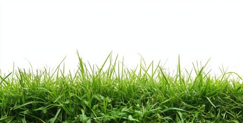 Fototapeta premium Lush green grass, isolated on white