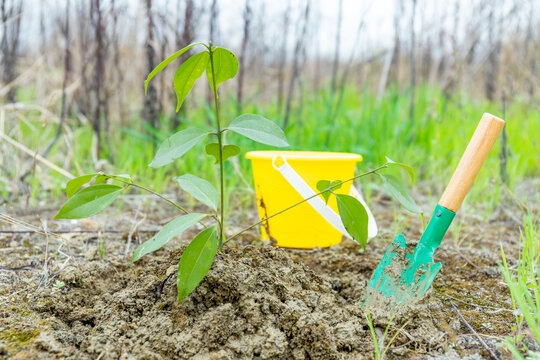 Plant saplings on Arbor Day - Powered by Adobe