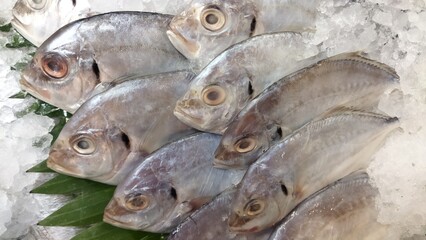 Fresh Silver Pompano Fish on Ice at Market Ready for Sale Delicious Seafood