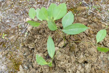 Green saplings planted on Arbor Day