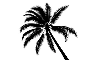 Coconuts and trees