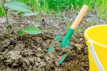 Green saplings planted on Arbor Day