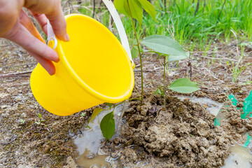 Water the saplings on Arbor Day