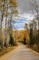 Pyramid Lake Beach Road across the quaking aspen forest (interspersed with some conifers) on the...