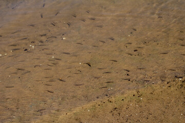 Small fish swimming in the shallow, clear water of the Sozh River, barely visible but full of life.