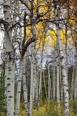 Fototapeta premium Quaking aspen trees interspersed with some conifers, forest along the Pyramid Lake Beach Road, Pyramid Lake south shore. Jasper NP-Alberta-Canada-144