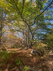 Sunlight filtering through beech foliage creating evocative plays of light and shadow in a forest in Abruzzo, Italy