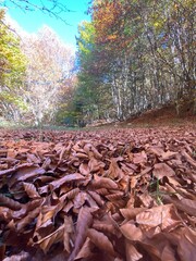 Fallen brown foliage carpeting forest floor, sunlit trees, azure sky backdrop in Abruzzo National Park, autumn landscape