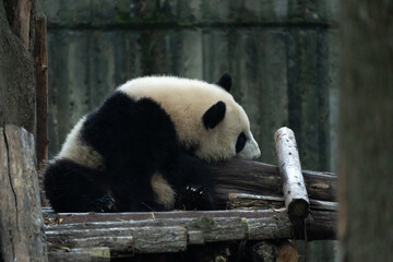 Fototapeta premium The young panda Beixia at the Chengdu Giant Panda Base in Sichuan Province, China