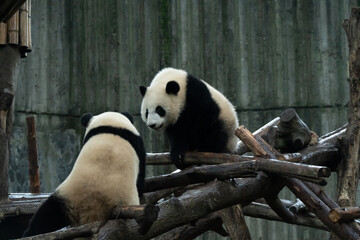 The young panda Beixia Jiran is playing and frolicking at the Panda Base in Chengdu, Sichuan...