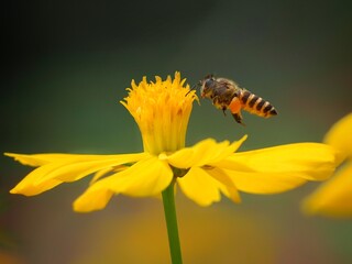 A Western honey bee (Apis mellifera) in flight approaches a vibrant yellow flower, likely to collect nectar and pollen. The bee has visible pollen sacs on its legs, 18 april 2025 Indonesia