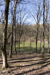 Spring landscape in the forest