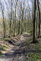 Spring landscape in the forest