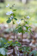White flowers in the spring forest