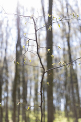 A young tree grows in the forest