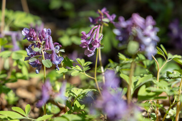 Purple flowers in the spring garden