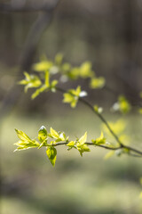 Young tree with green leaves