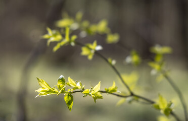 Young tree with green leaves