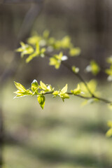 Young tree with green leaves