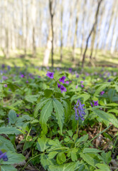 Violet flower in the spring forest