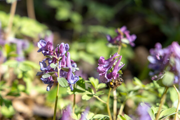 Purple flowers in the spring garden