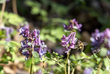 Purple flowers in the spring garden