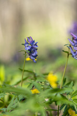 Purple flower in the spring forest