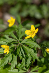 Yellow flowers in the spring forest