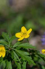 Yellow flowers in the spring forest