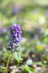 Purple flower in the spring forest
