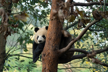 Obraz premium The young panda Qinghua in the China Giant Panda Park, Dujiangyan, Sichuan Province, China