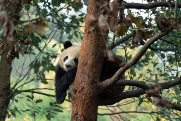 Fototapeta premium The young panda Qinghua is sleeping on a tree in the China Giant Panda Park in Dujiangyan, Sichuan Province, China