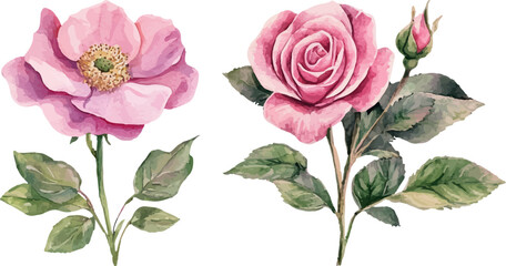 pink rose on white background