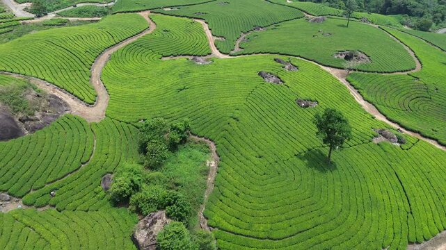 Tea Plantations in Munnar, Kerala, India. Aerial drone footage.