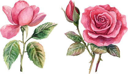 set of roses isolated on white