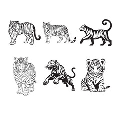 Set illustration of a tiger on a white background, vintage engrave isolated tiger set illustration. 