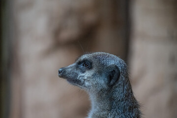 Erdmännchen