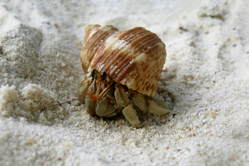 Hermit Crab Exploring Sandy Beach Environment, close-up