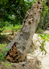 Obraz premium Termite-Damaged Tree Stump on a Tropical Beach